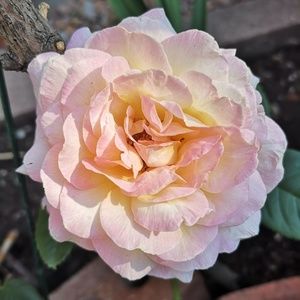 Meet your Posher, Lucy